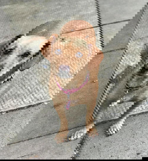 Dina