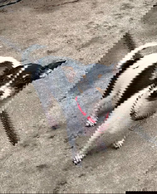 Frida