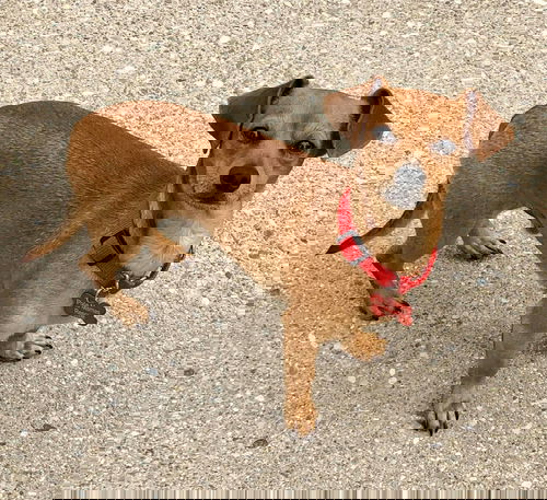 Simon
