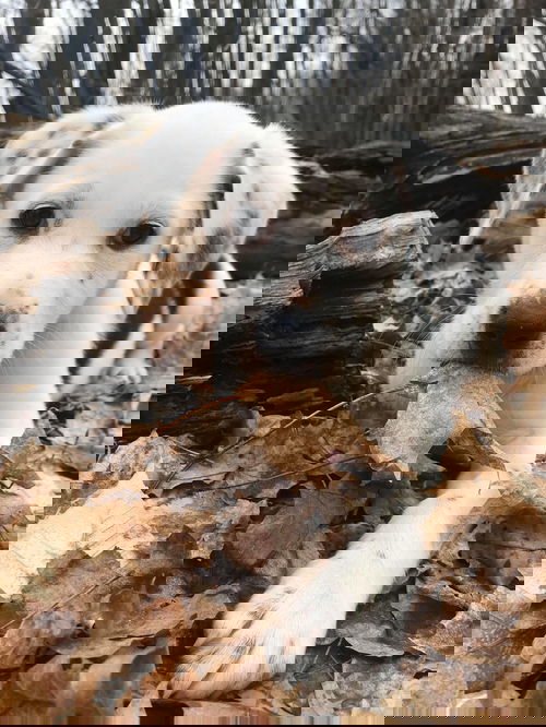 Ranger