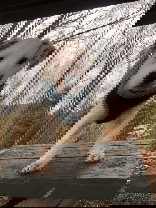 Dot