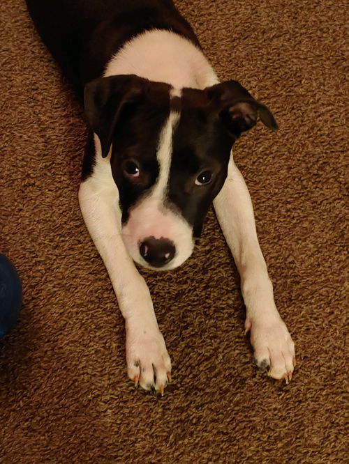 Athena