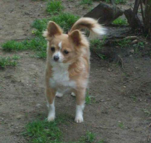 Bella