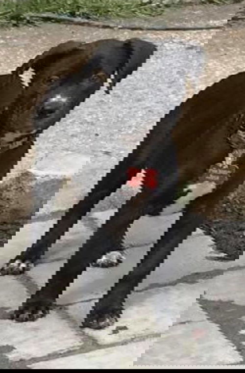 DJ