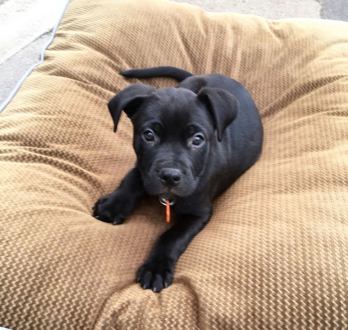 Simba