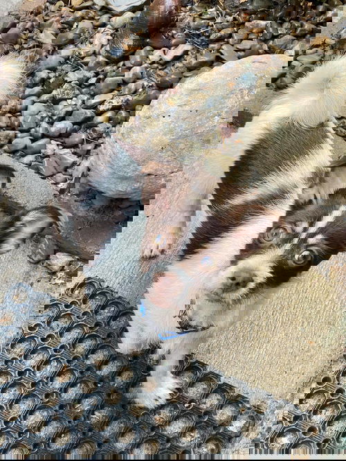 Simon