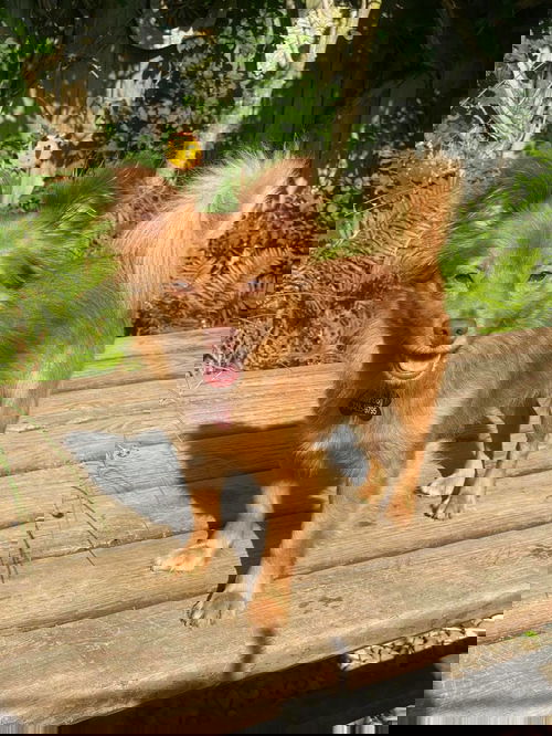 Mocha