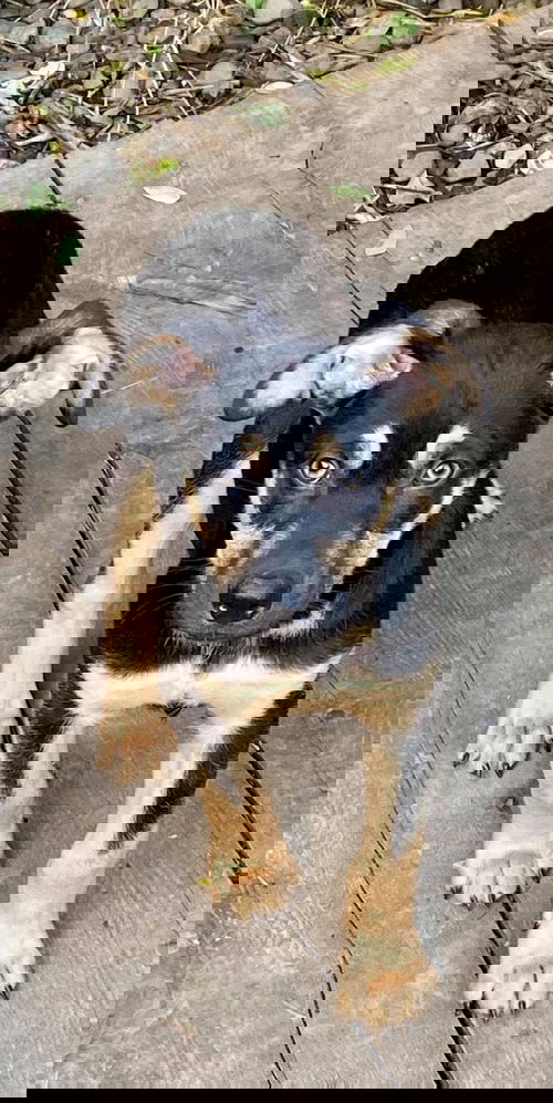 Kevin