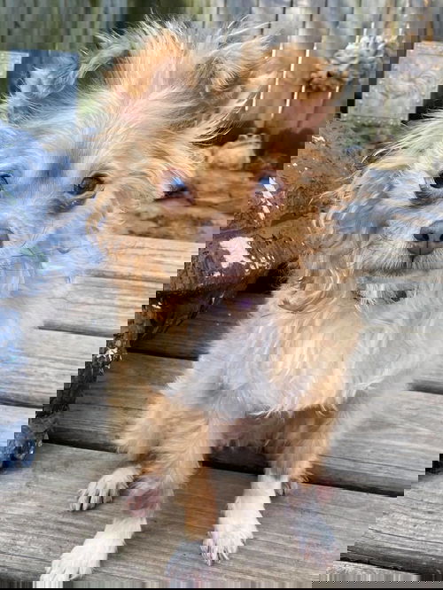 Chico