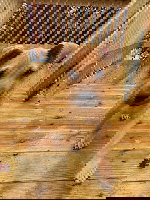 Mocha
