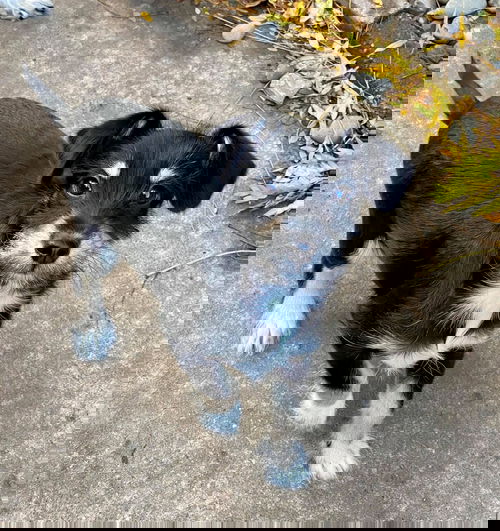 Light Foot