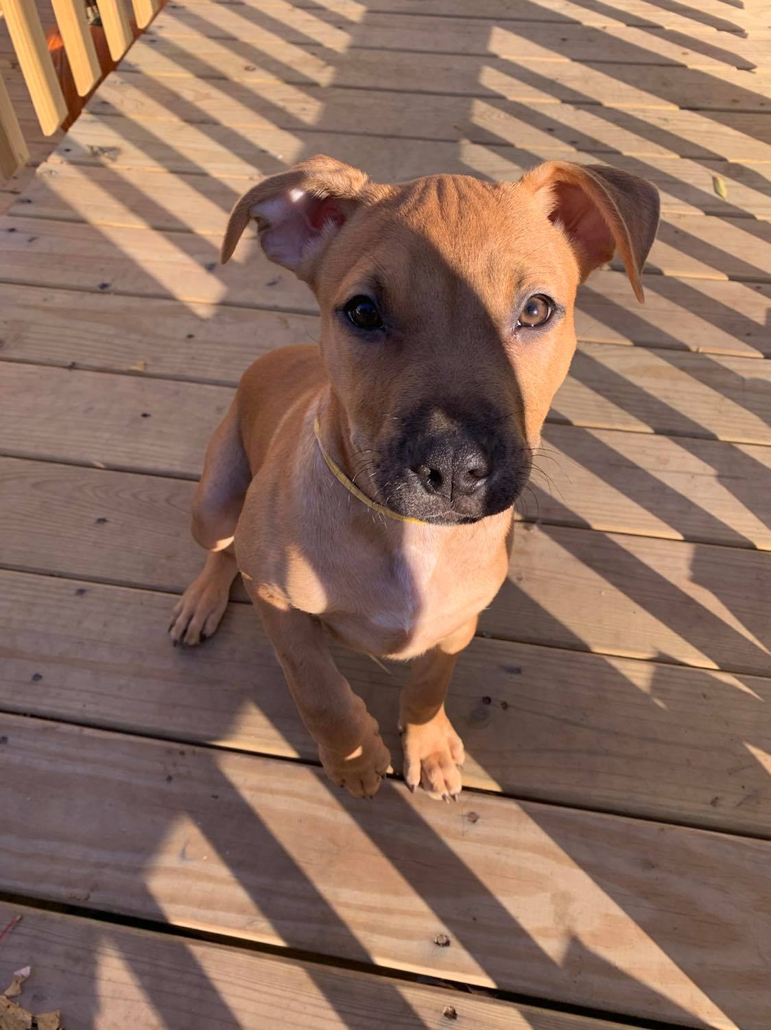 Jack russell hot sale pitbull mix