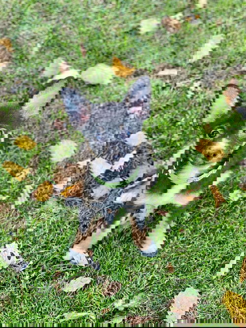Smudge