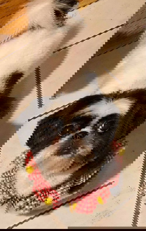 Lucy