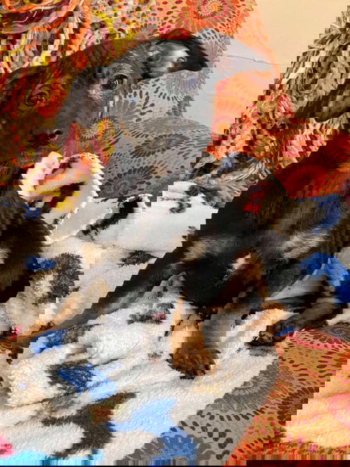 Neapolitan