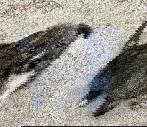 Grogu