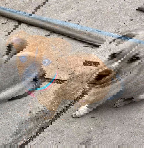 Paulo