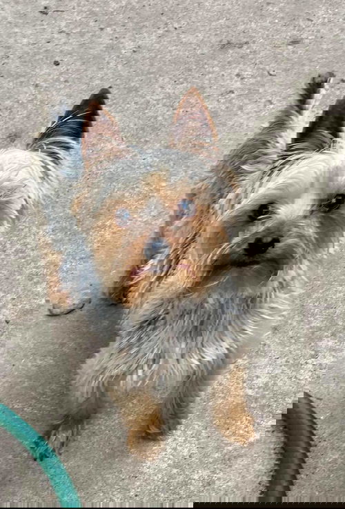 Kash