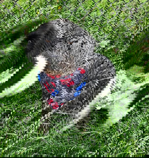 Rascal