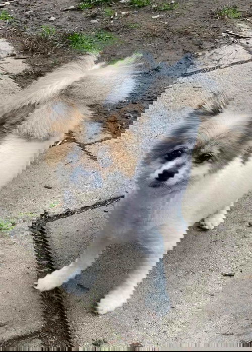 Jerry