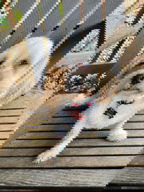Stimpy