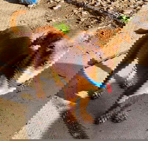 Pet