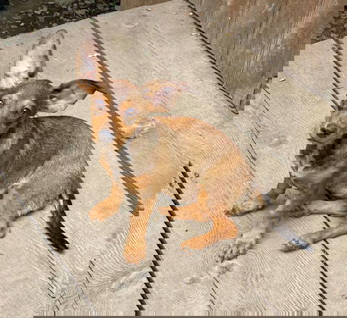 Rezi