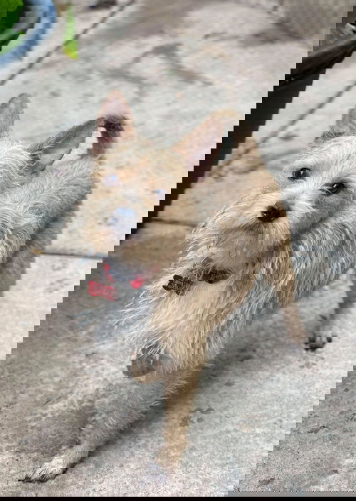 Roscoe