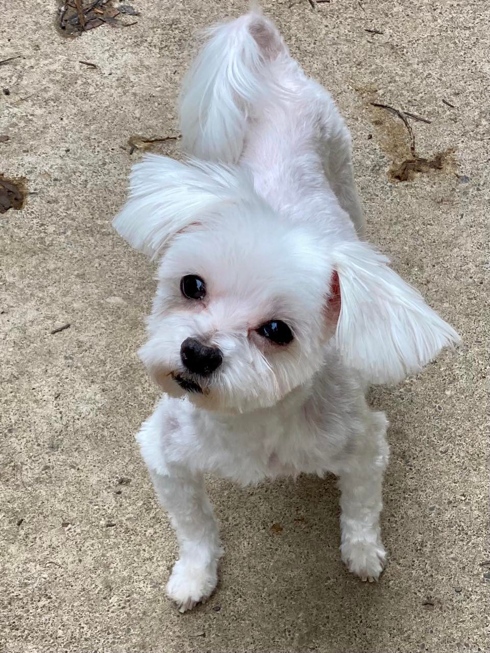 Dog for Adoption London, a Maltese in Chautauqua County, NY Alpha Paw
