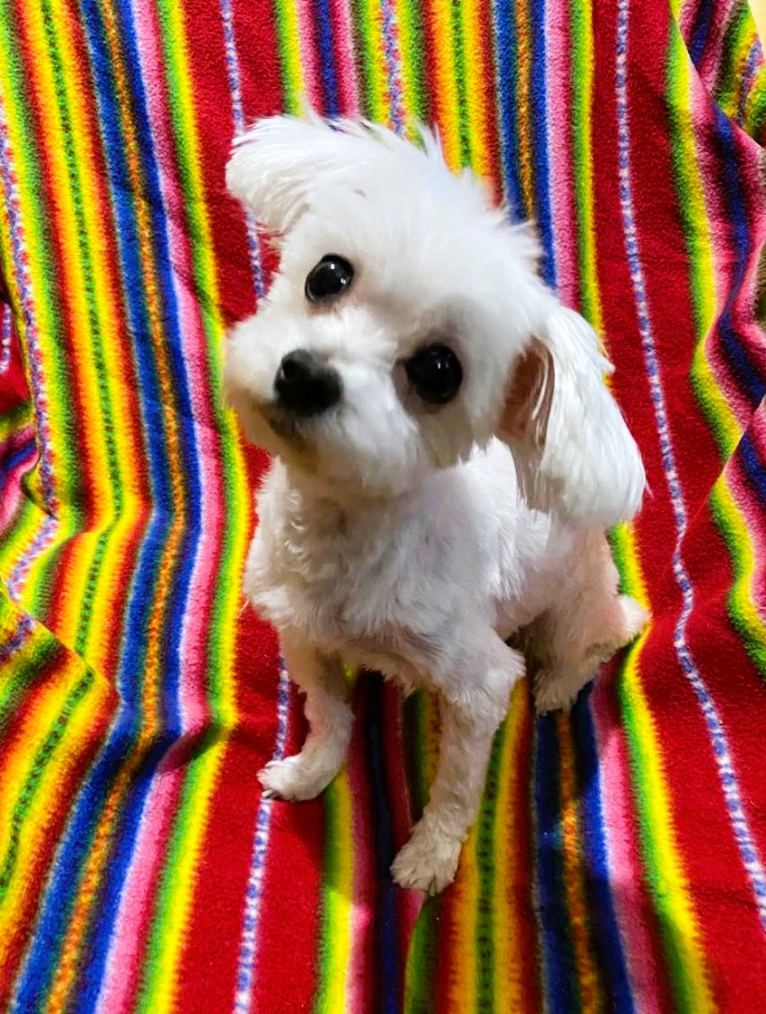 Dog for Adoption London, a Maltese in Chautauqua County, NY Alpha Paw
