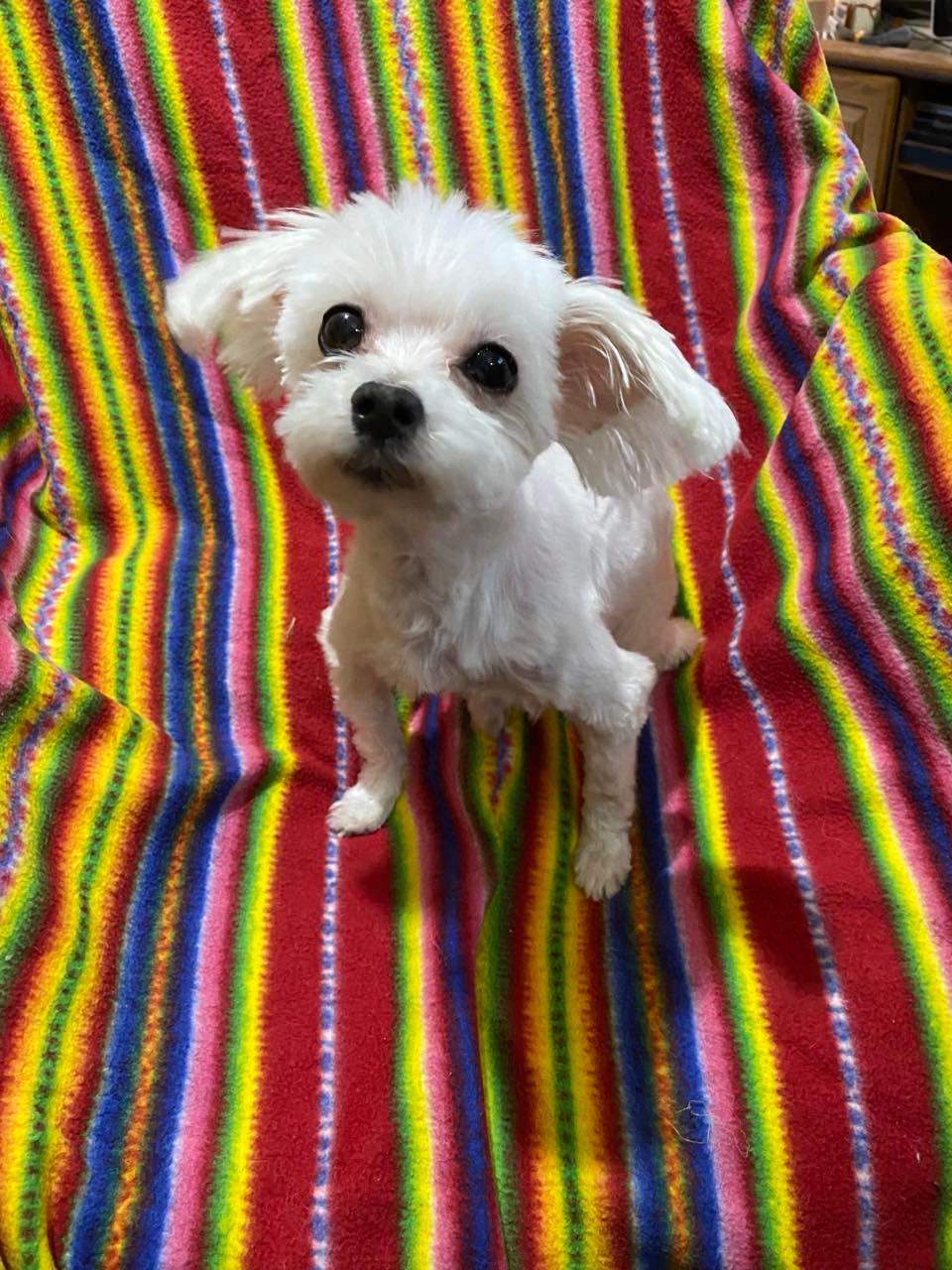 Dog for Adoption London, a Maltese in Chautauqua County, NY Alpha Paw