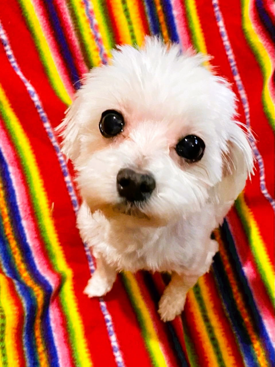 Dog for Adoption London, a Maltese in Chautauqua County, NY Alpha Paw