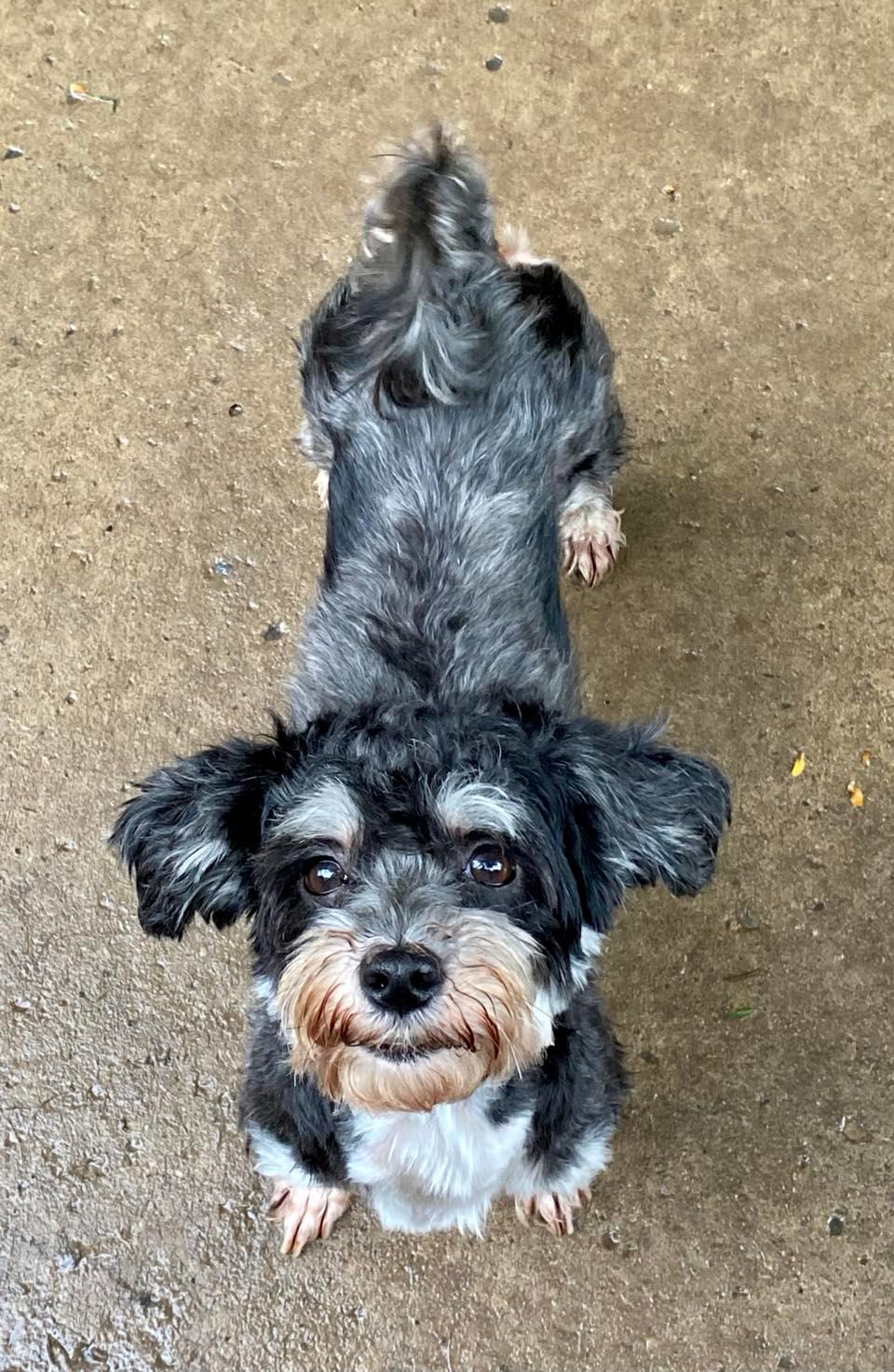 Havanese dachshund mix puppies for outlet sale