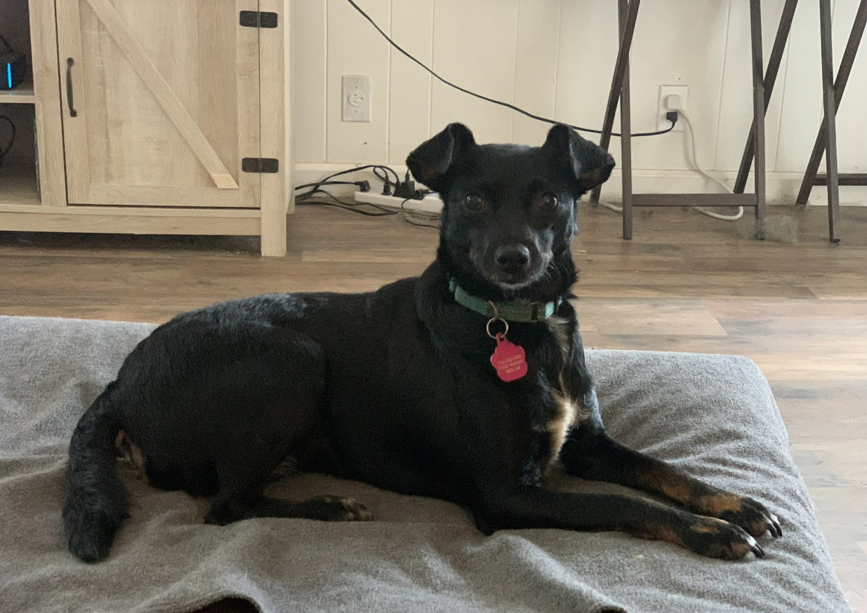 Dog for Adoption Victoria, a Chihuahua in Buffalo, NY Alpha Paw