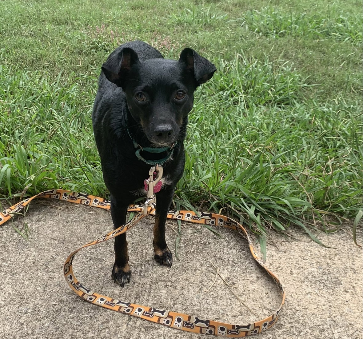 Dog for Adoption Victoria, a Chihuahua in Buffalo, NY Alpha Paw