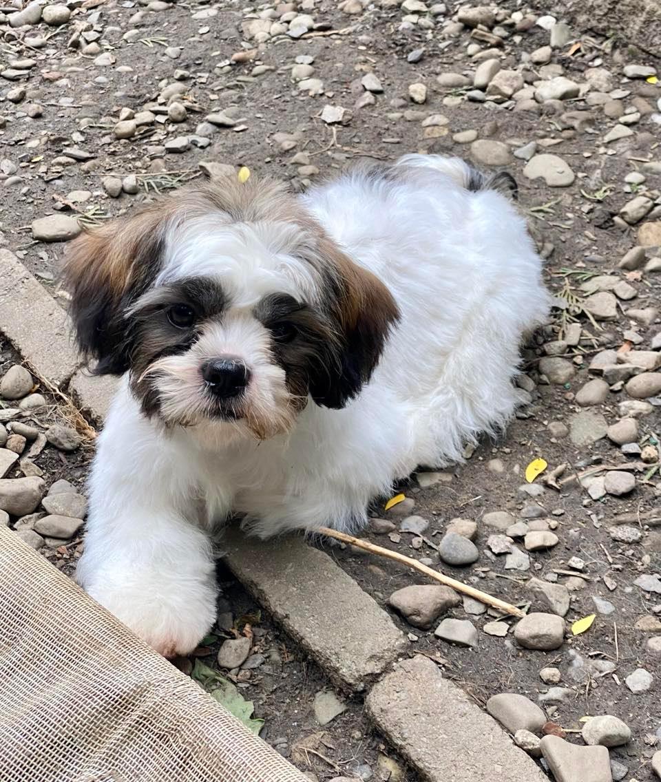 Dog for Adoption - Eva Diva, a Shih Tzu in Buffalo, NY | Alpha Paw