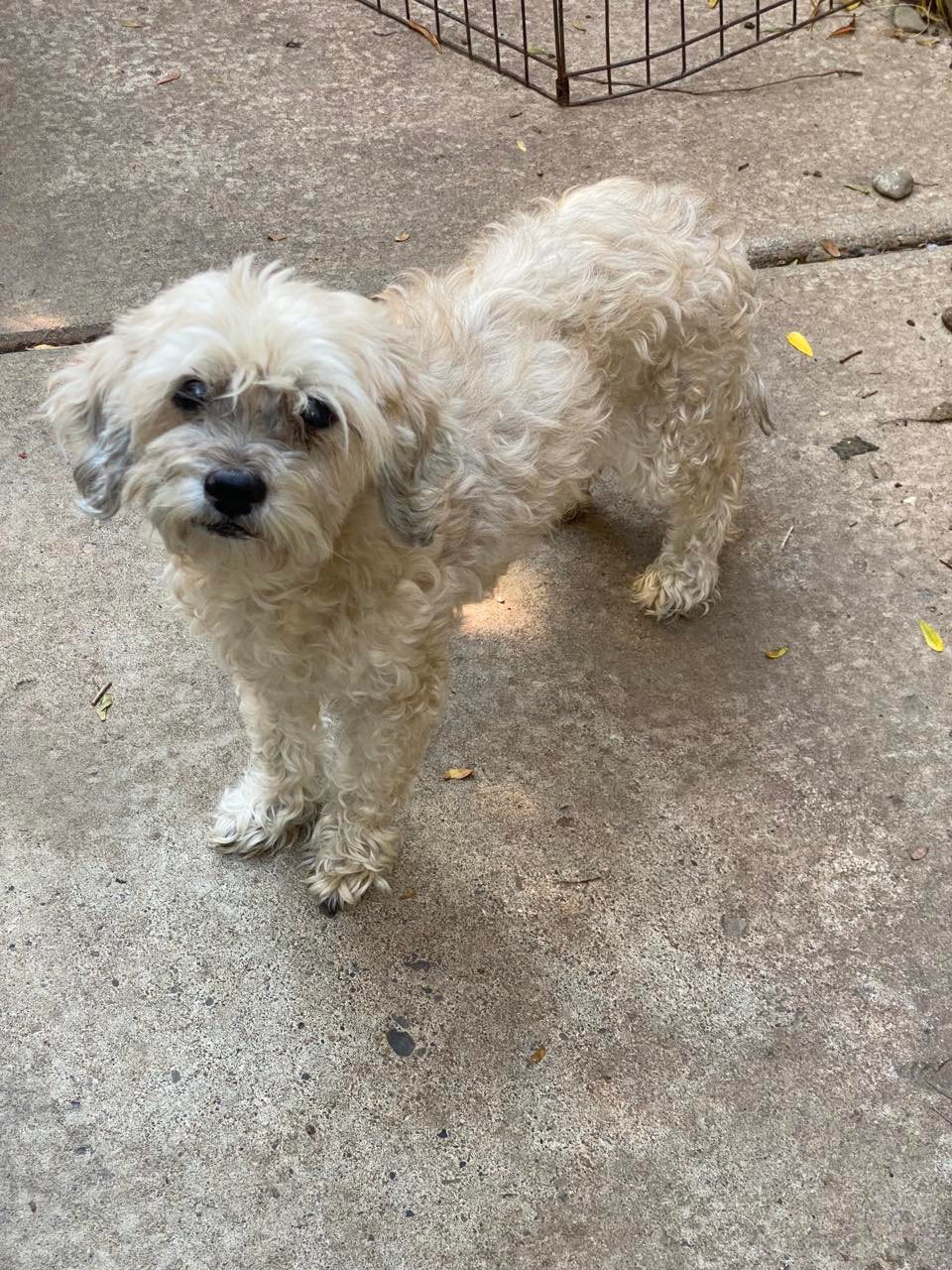 Lhasa apso poodle sales mix rescue