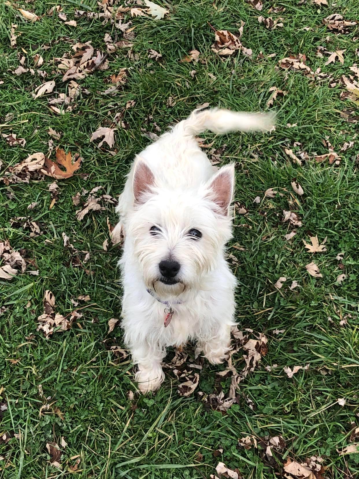 Dog for Adoption - Jamie Lee, a West Highland White Terrier Westie in ...