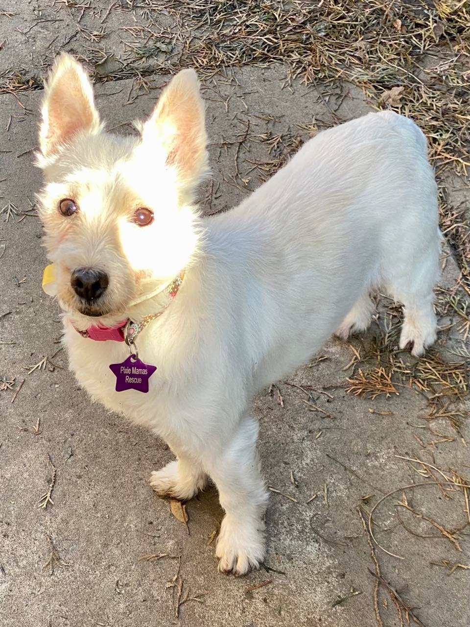 Dog For Adoption - Stormy, A West Highland White Terrier Westie In ...