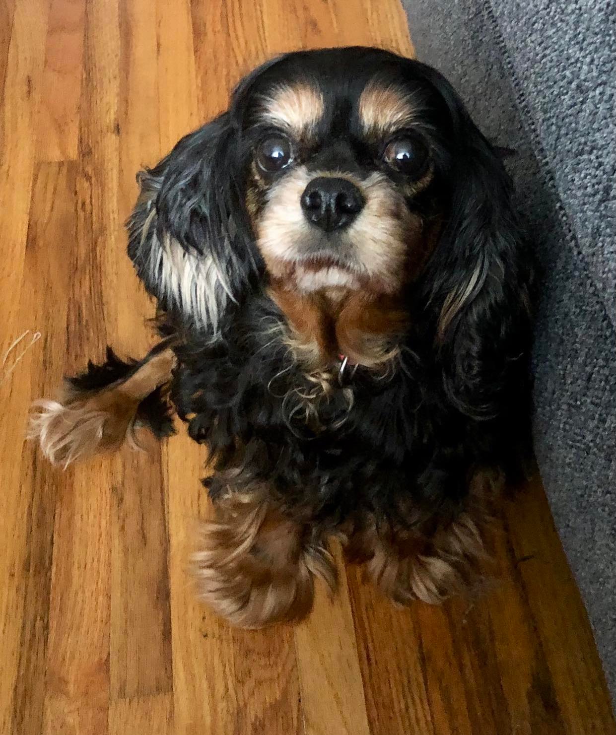 Dog for Adoption - Dakota, a Cavalier King Charles Spaniel in Blasdell ...