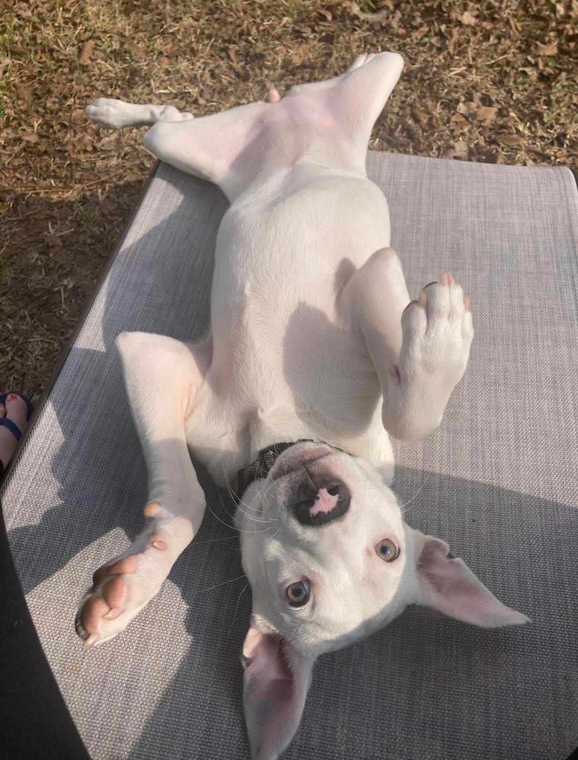 Dog for Adoption Layla Belle, a Terrier in Chautauqua County, NY