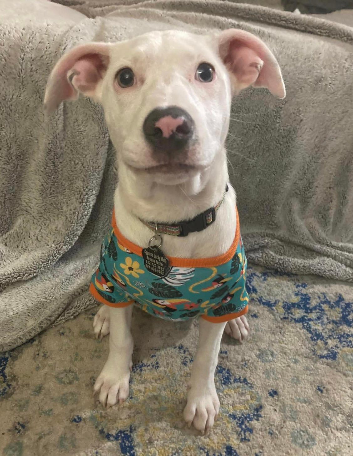 Dog for Adoption Layla Belle, a Terrier in Chautauqua County, NY