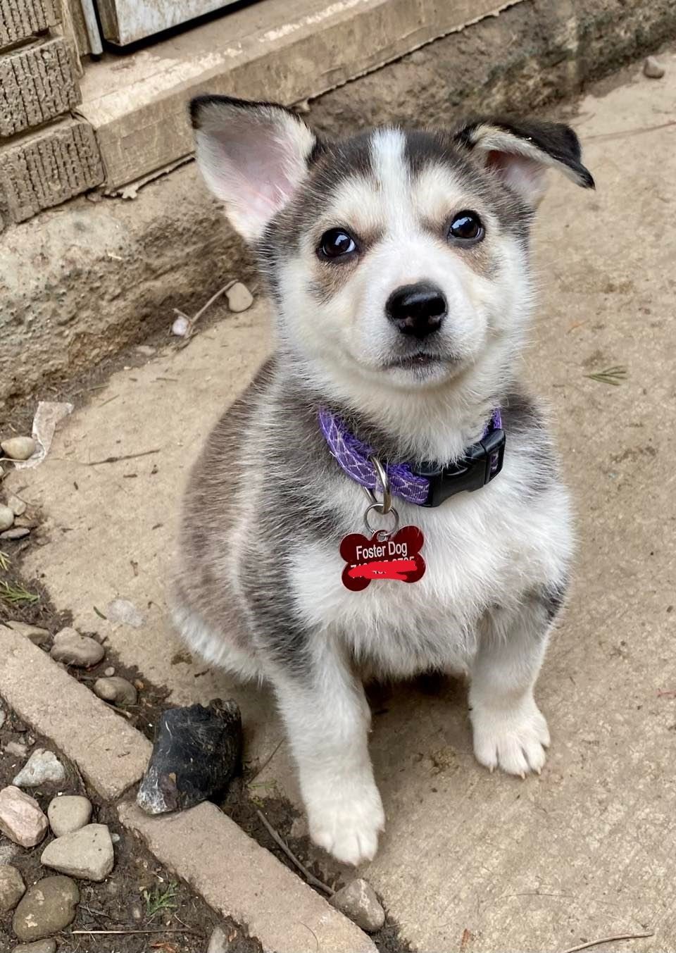Dog for Adoption - Aurora, a Husky in Salamanca, NY | Alpha Paw