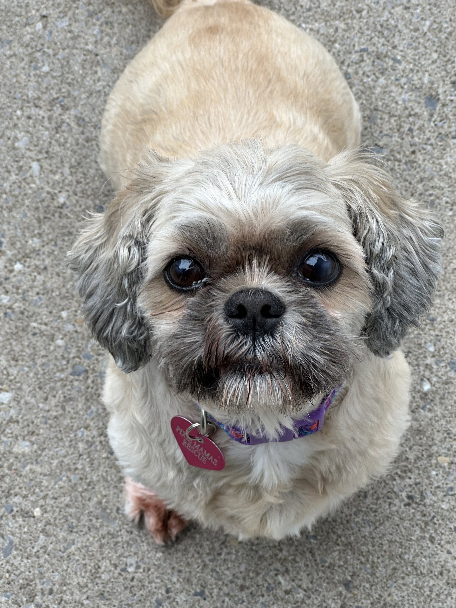 Dog for Adoption Taffy, a Shih Tzu in Sanborn, NY Alpha Paw
