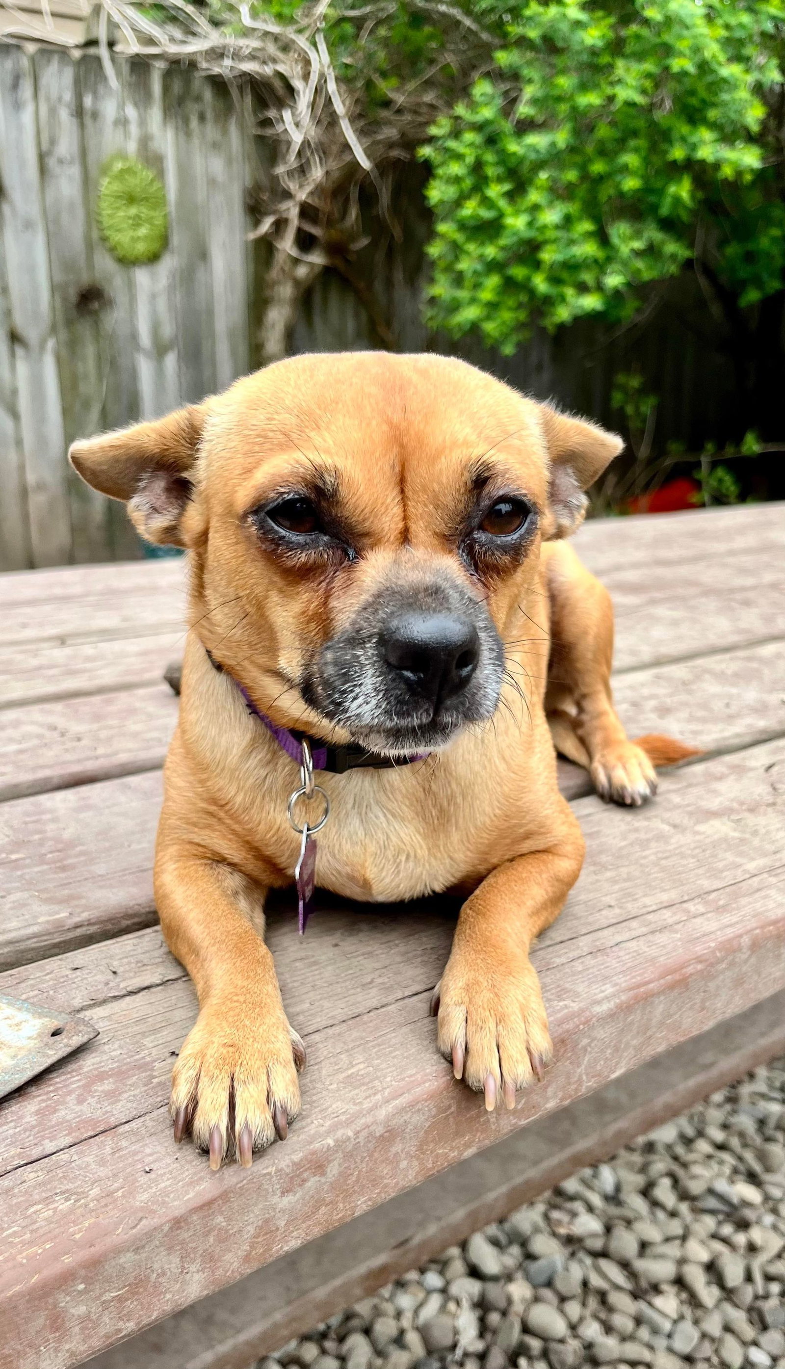 Dog for Adoption Zia, a Chihuahua in Elma Center, NY Alpha Paw