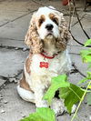 Bailey (Cocker Spaniel)