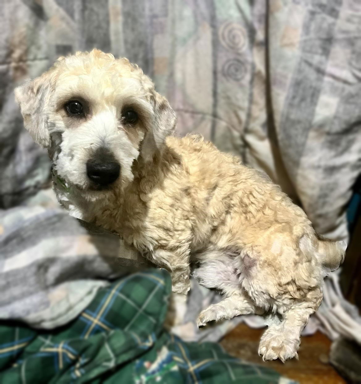 Wheaten terrier hot sale bichon mix