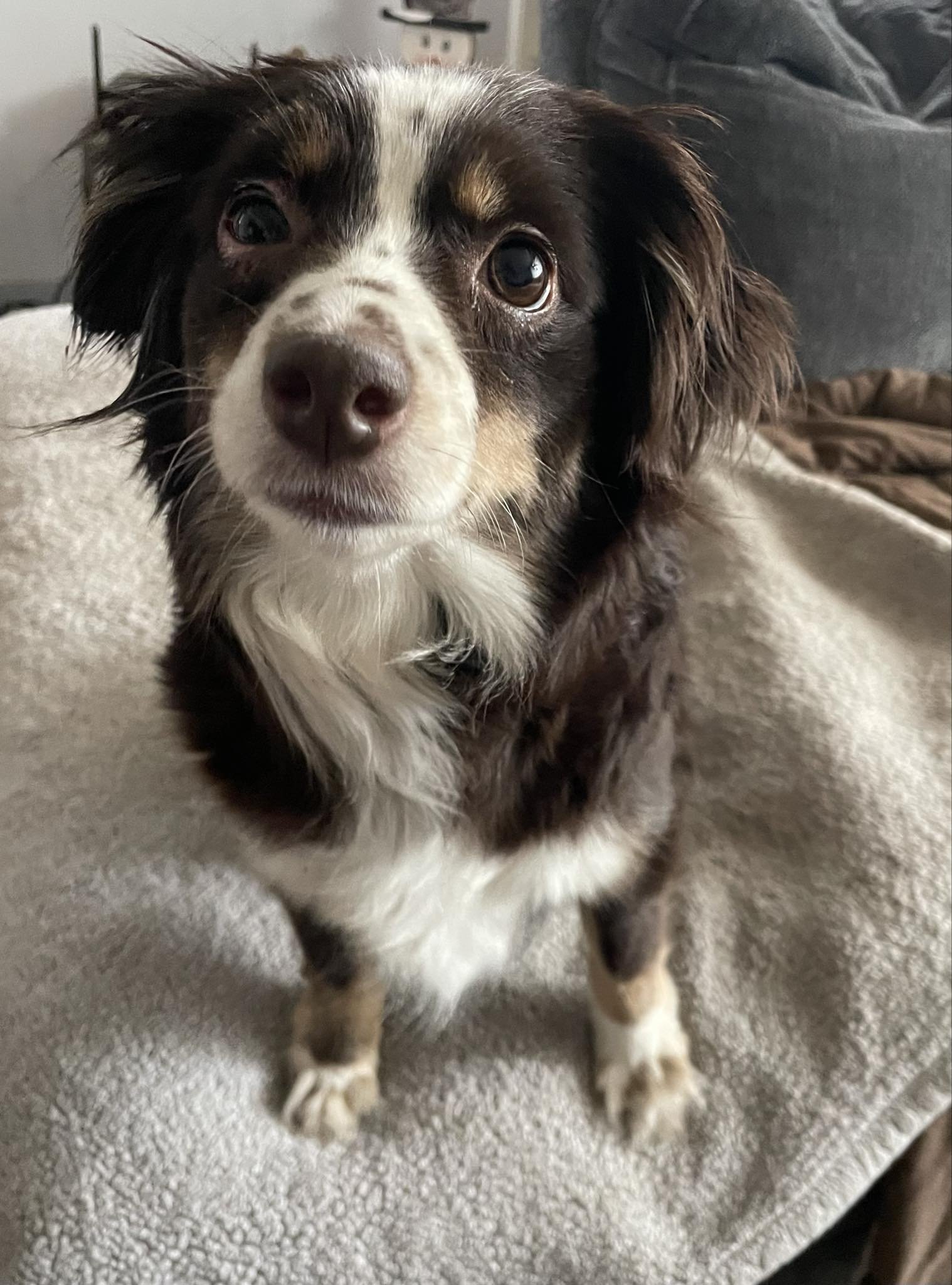 adoptable Dog in Buffalo, NY named Penny