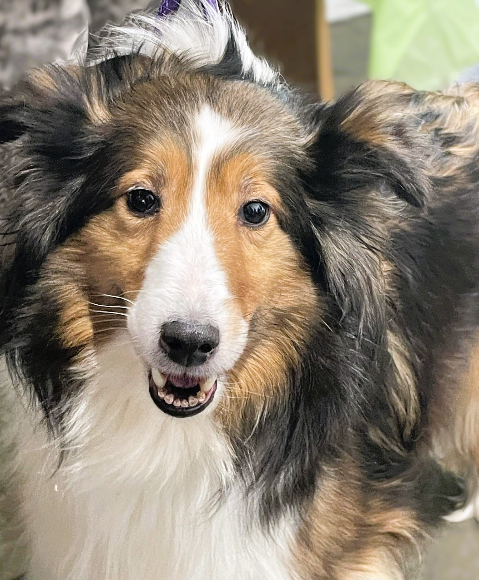 adoptable Dog in Buffalo, NY named Gypsy