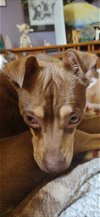 adoptable Dog in buffalo, NY named Cisco